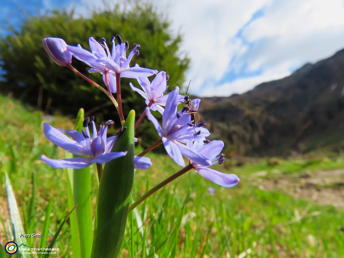 03 Scilla bifolia- Scilla silvestre  sul sent. 215-217 alla Conca di Mezzeno.JPG